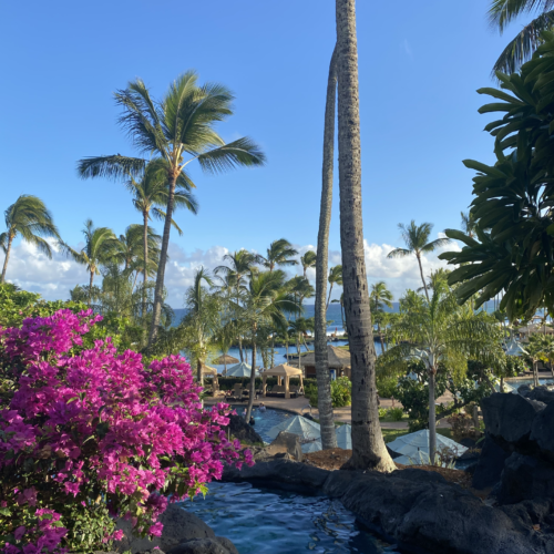 A pink flowery plant in the foreground to the left with palm trees and a lazy river pool in the background